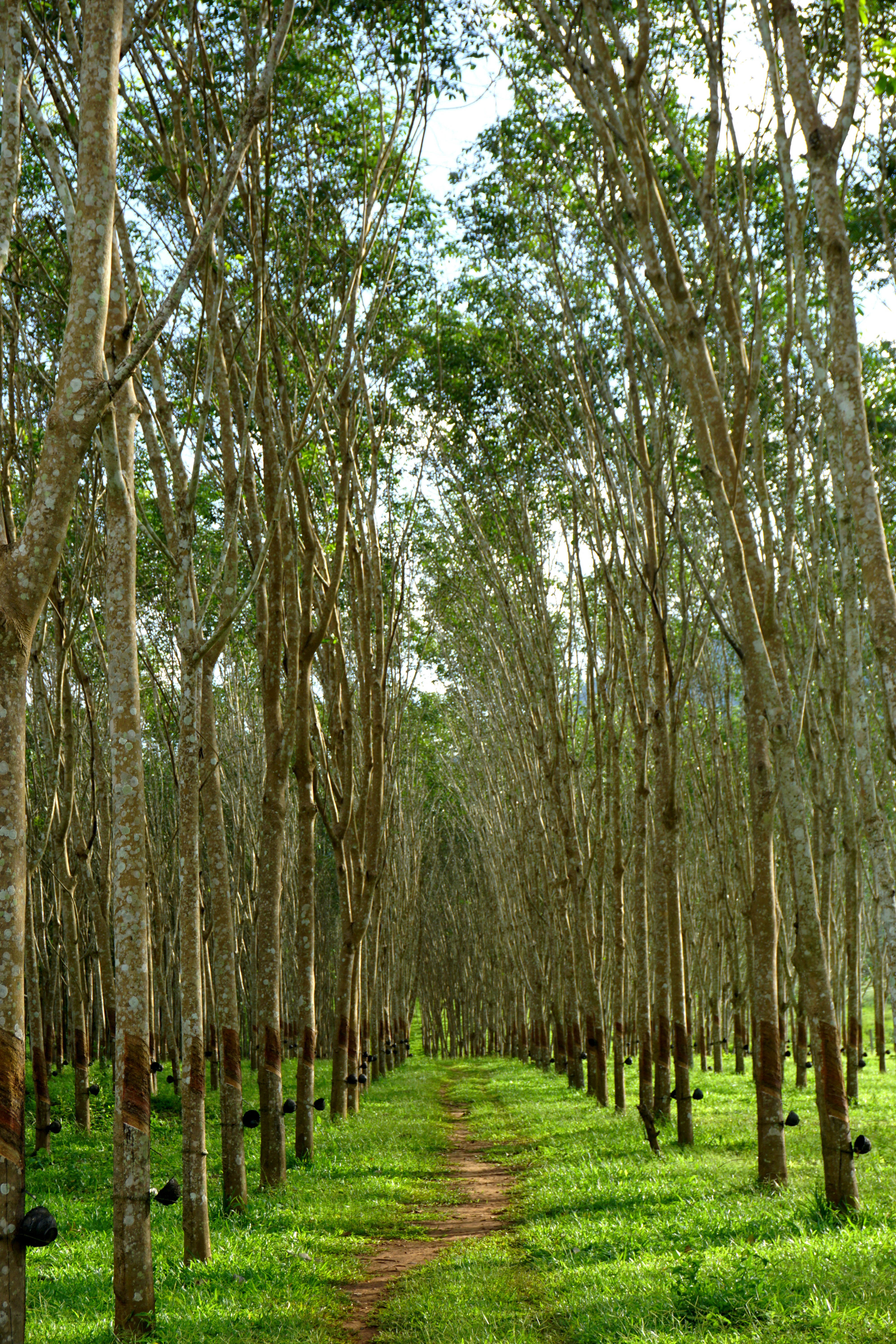 Plantation d'hévéa EXAT